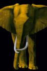 TIMBA GOLD TIMBA NUIT élephant elephant Showroom - Inkjet sur plexi, éditions limitées, numérotées et signées .Peinture animalière Art et décoration.Images multiples, commandez au peintre Thierry Bisch online